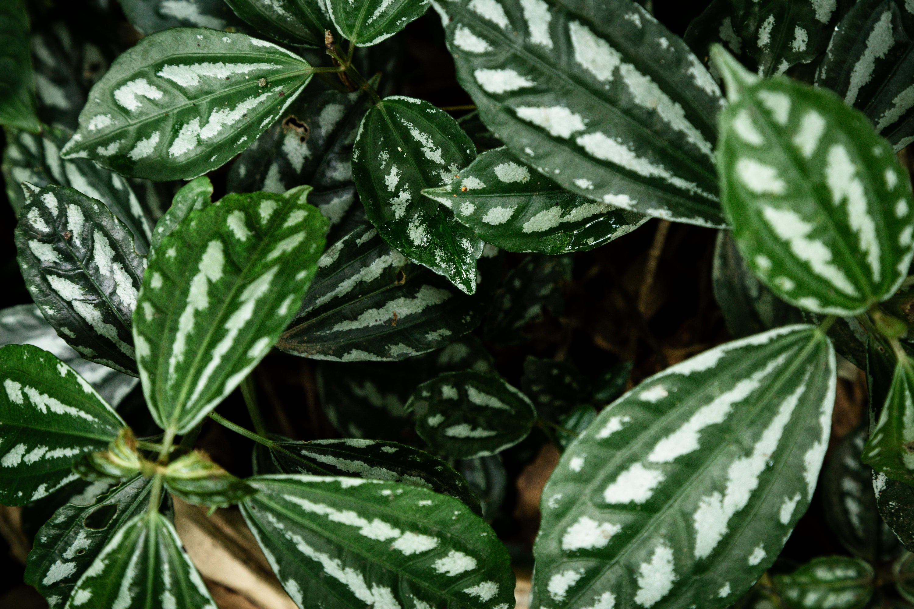 Green Living with Philodendrons: A Starter Guide