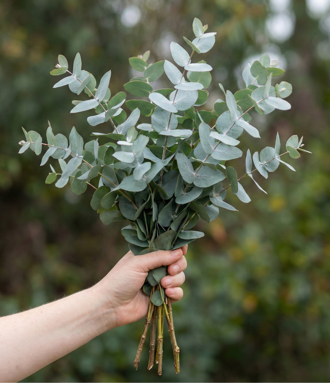 Eucalyptus Baby Blue