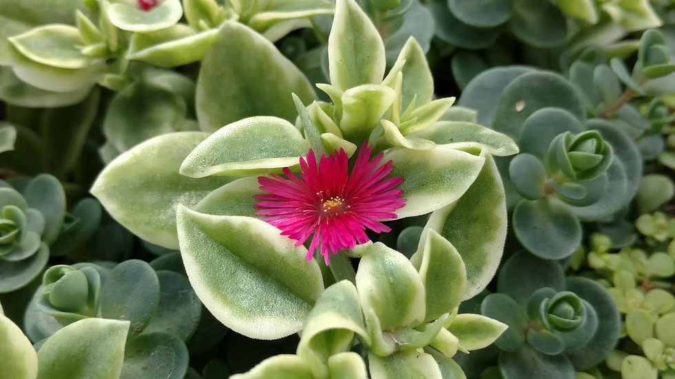Aptenia Baby Sun Rose