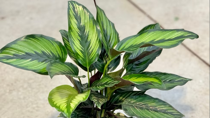 Calathea Ornata