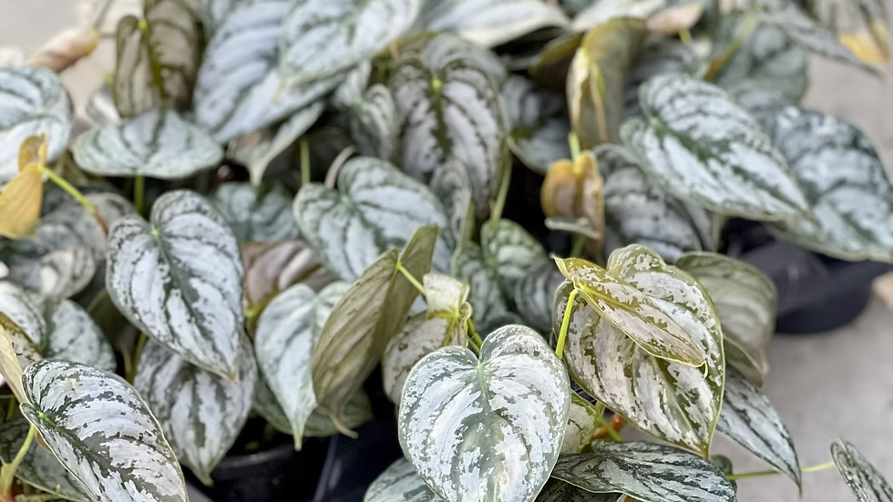 Philodendron Brantianum