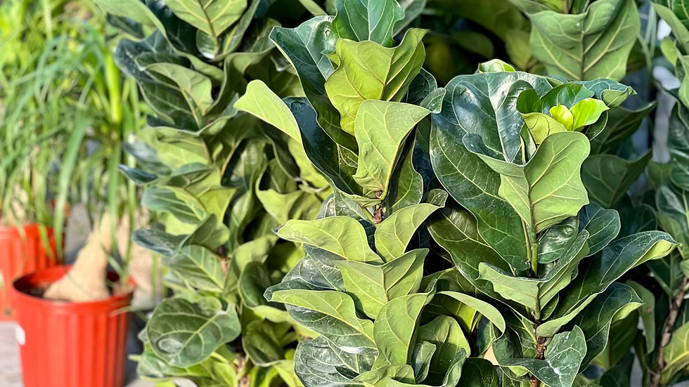 Ficus Lyrata