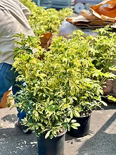 Schefflera Trinette
