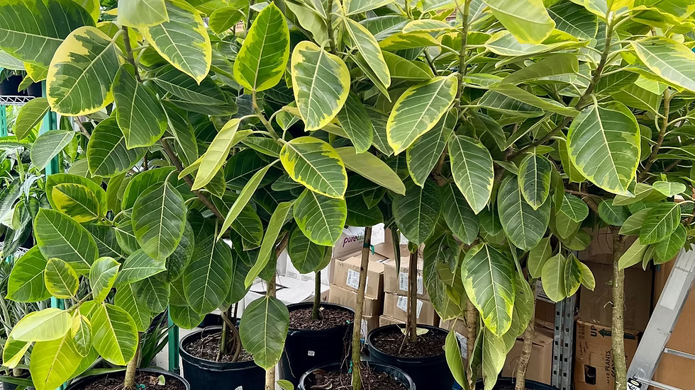 Ficus Altissima Standard 10&quot;