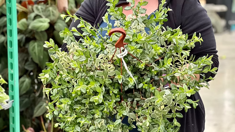 Goldfish Plant