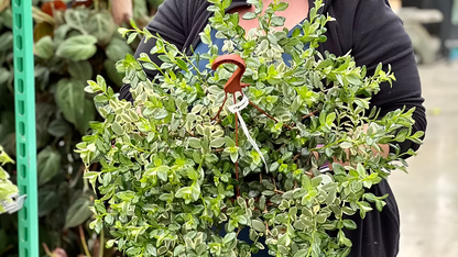 Goldfish Plant