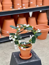 Stephanotis
