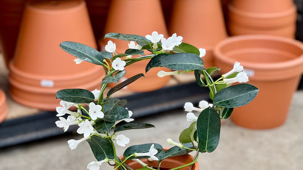 Stephanotis
