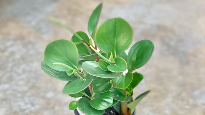 Peperomia Plants Mixed