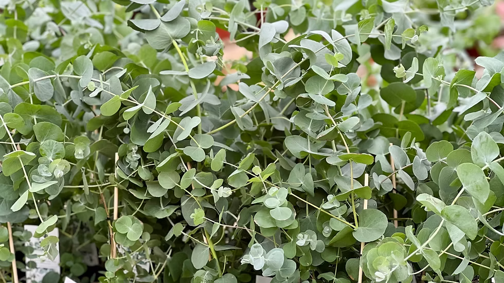 Eucalyptus