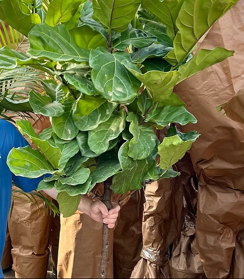 Ficus Lyrata