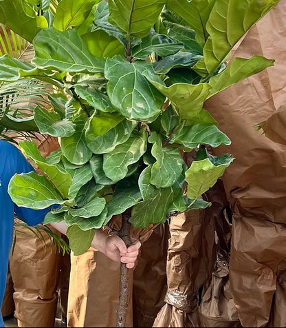 Ficus Lyrata