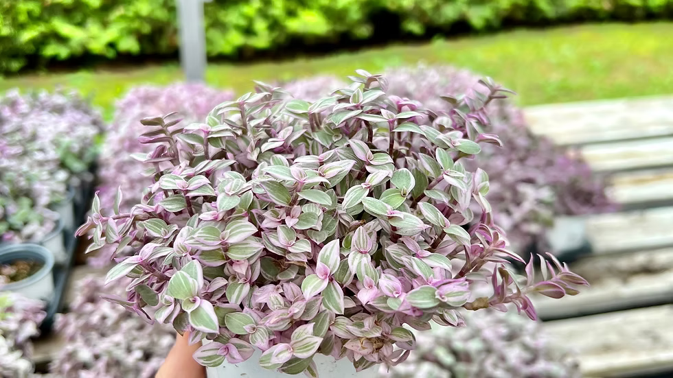 Calissia Pink Lady