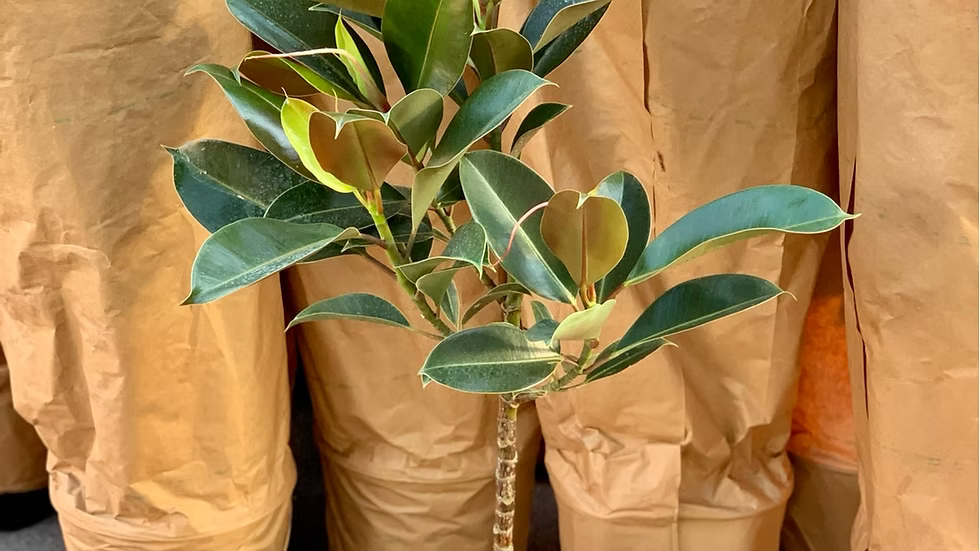 Ficus Melany 10&quot;