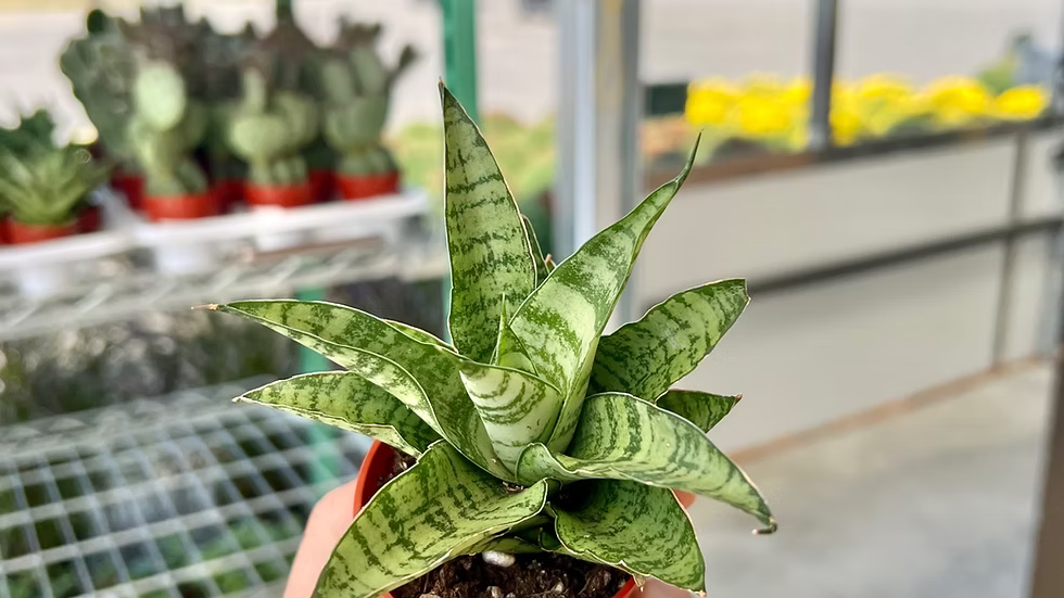 Sansevieria Tough Lady