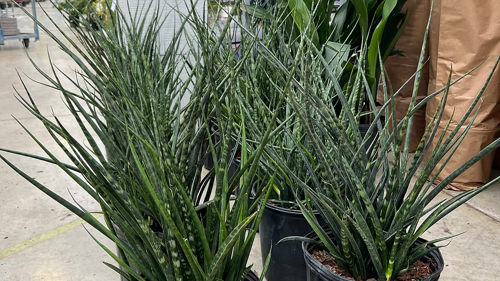Sansevieria Fernwood