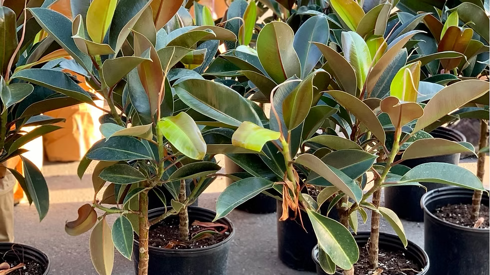 Ficus Melany 10&quot;