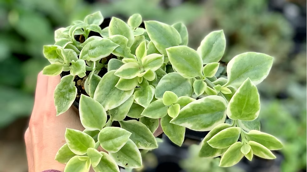 Aptenia Baby Sun Rose