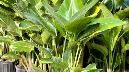 Strelitzia Nicolai &