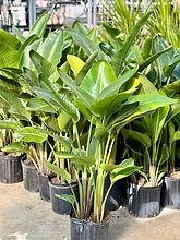 Strelitzia Nicolai &