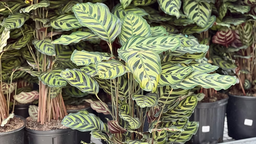 Calathea Makoyanna