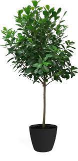 17" Ficus Moclame (Ficus microcarpa)