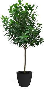 14" Ficus Moclame (Ficus microcarpa)