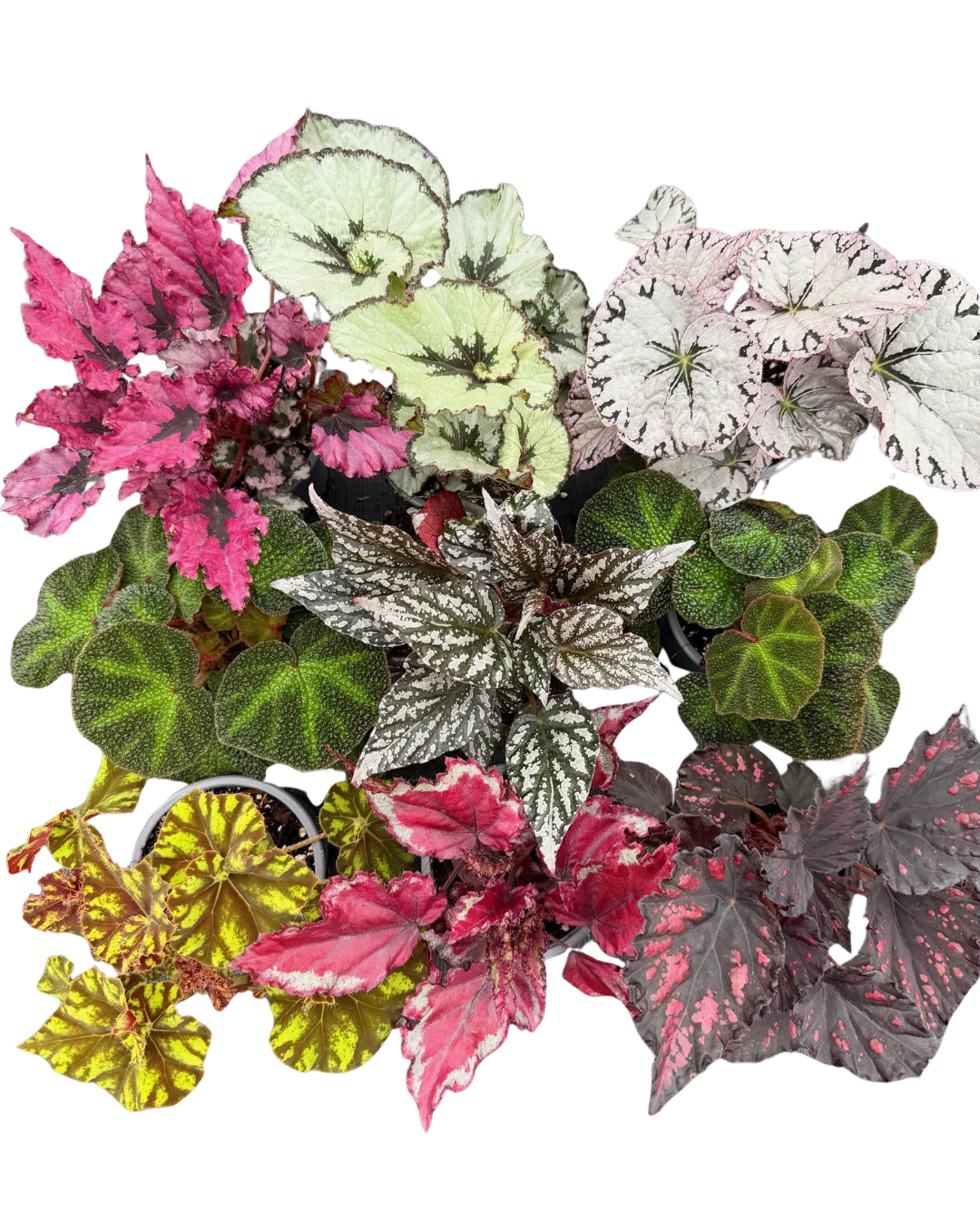 Begonia Rex Mix
