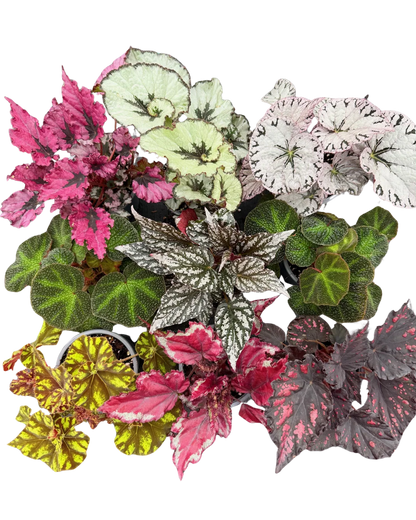 Begonia Rex Mix