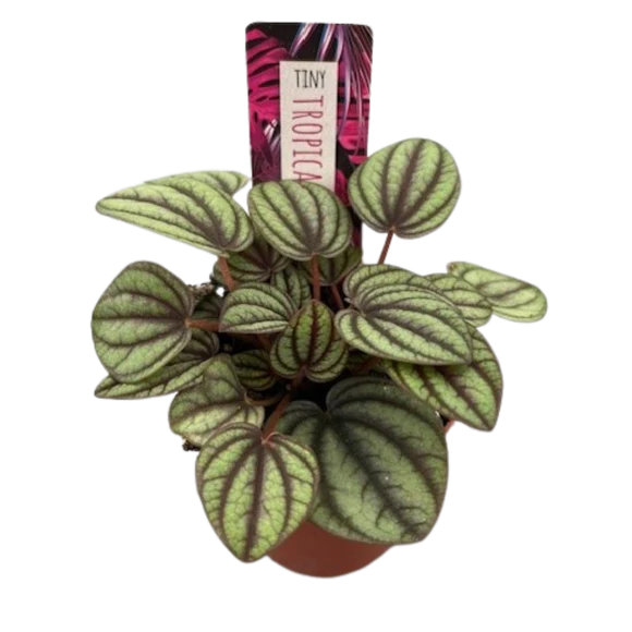 Tiny Peperomia Piccolo Banda