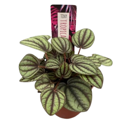 Tiny Peperomia Piccolo Banda