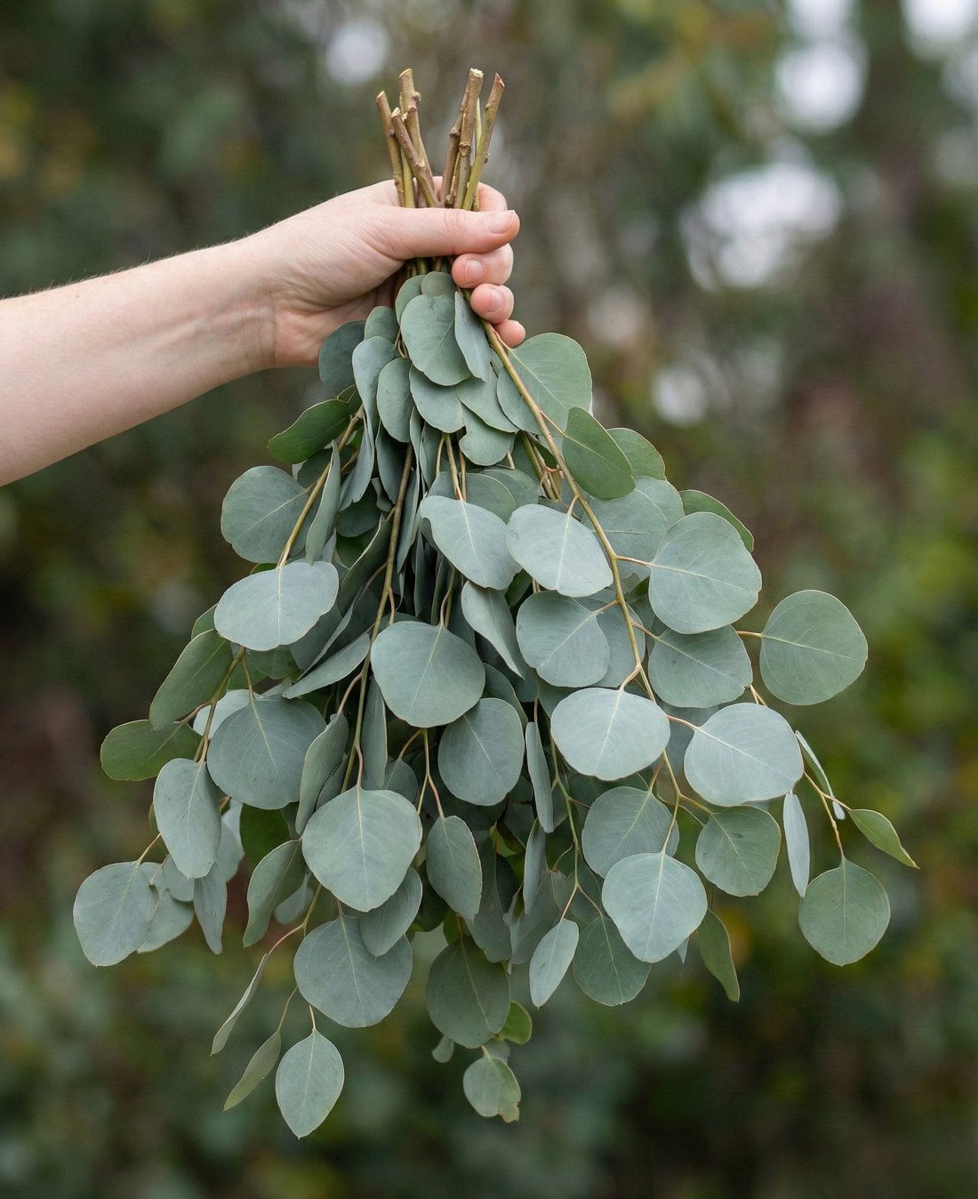 Eucalyptus Silver Dollar
