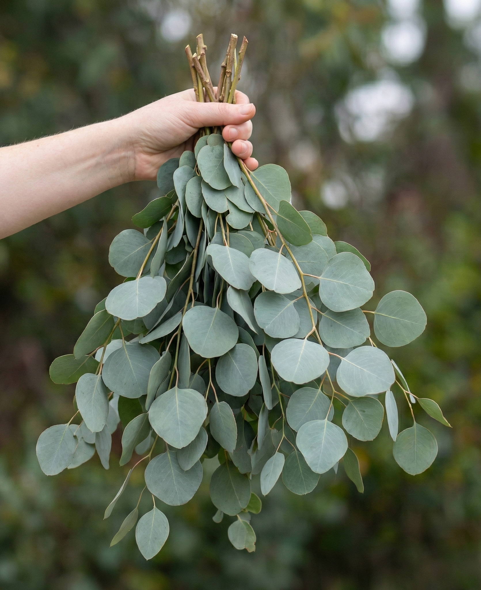 Eucalyptus Silver Dollar
