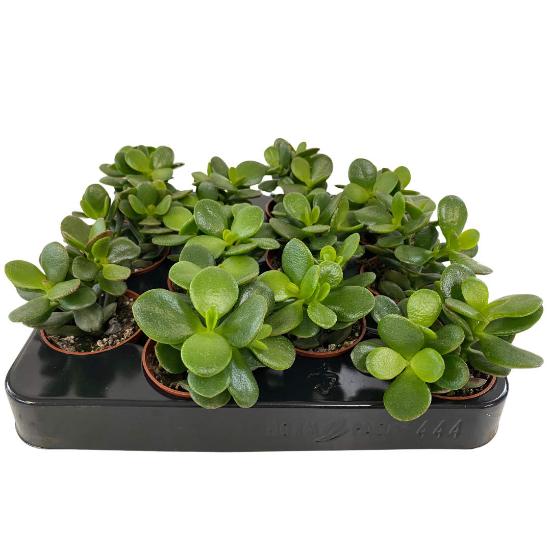 Crassula Ovata Minor