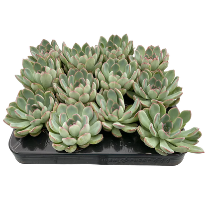 Echeveria 2.5"