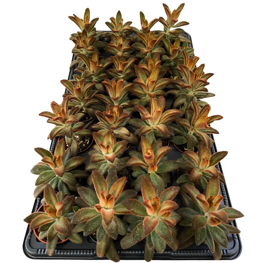 2.5" Kalanchoe Tomentosa
