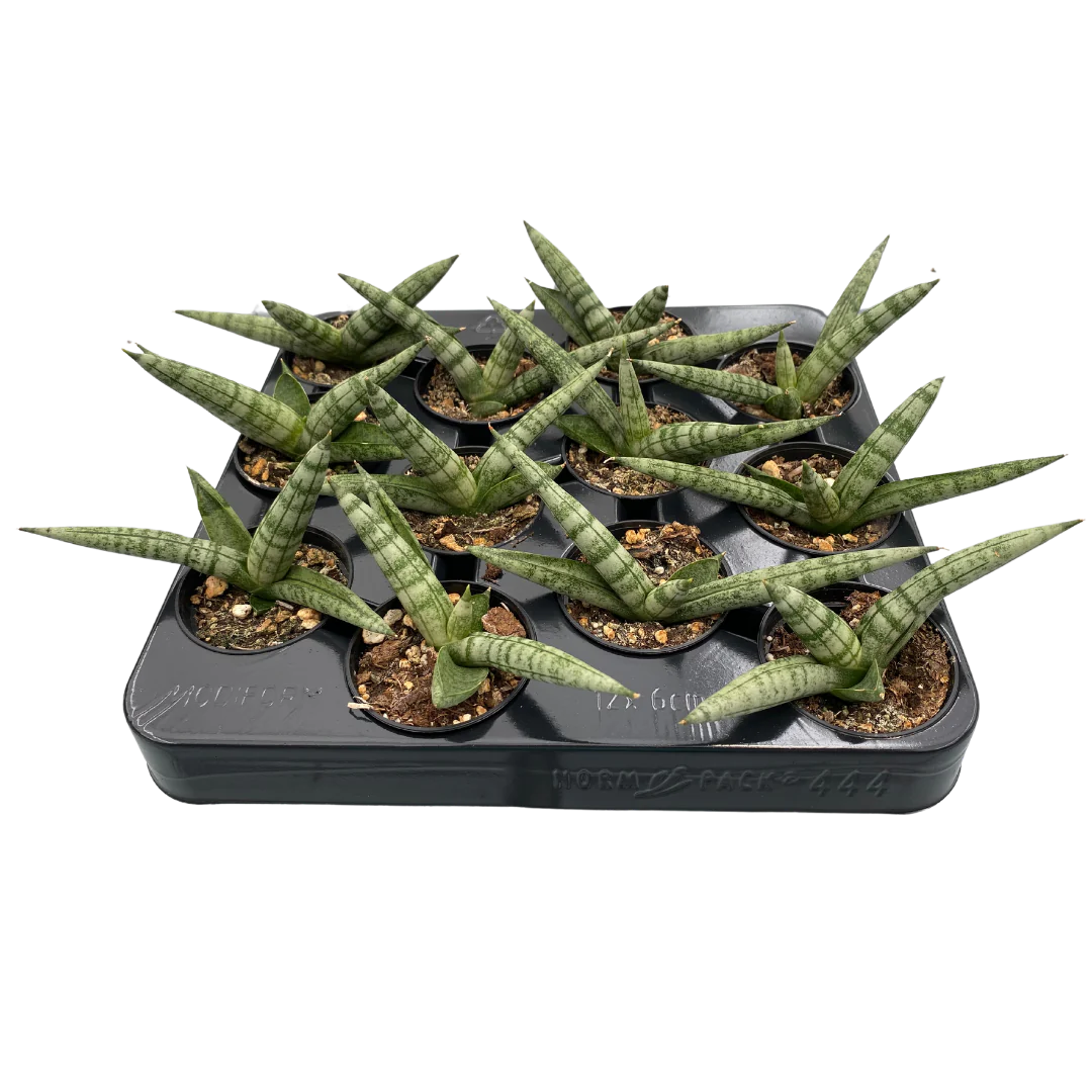2.5" Sansevieria Boncel