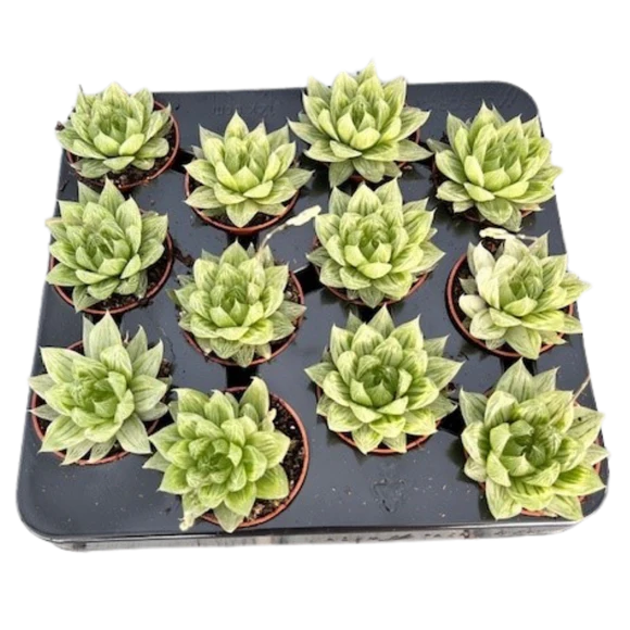 2.5&quot; Hawarthia Cooperi Variegated
