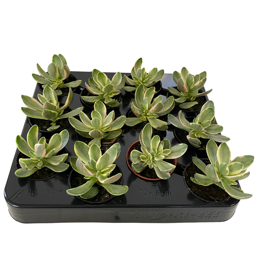 Variegated Jade (Crassula Ovata Variegata)