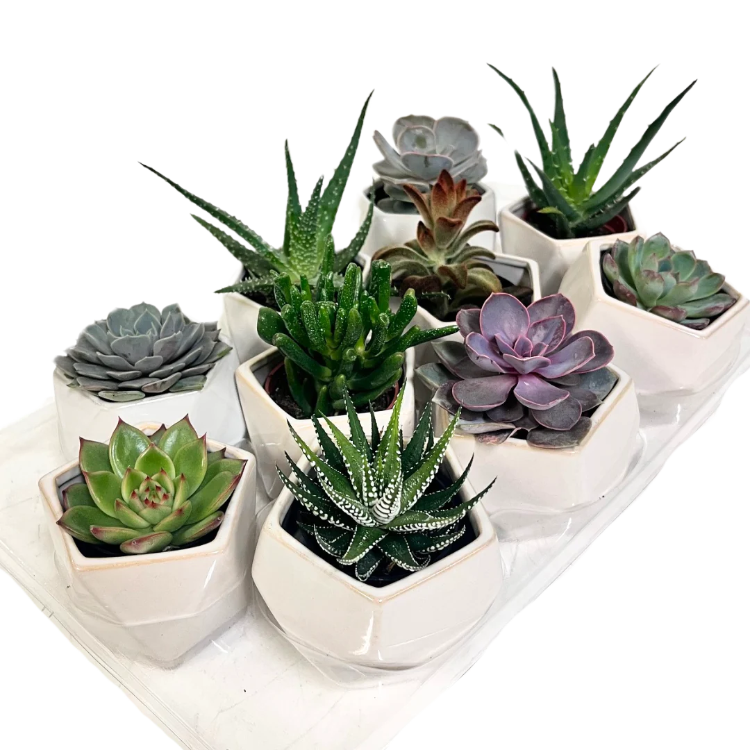 Minimalist Succulents in Geometric Planters-a Set of Three
