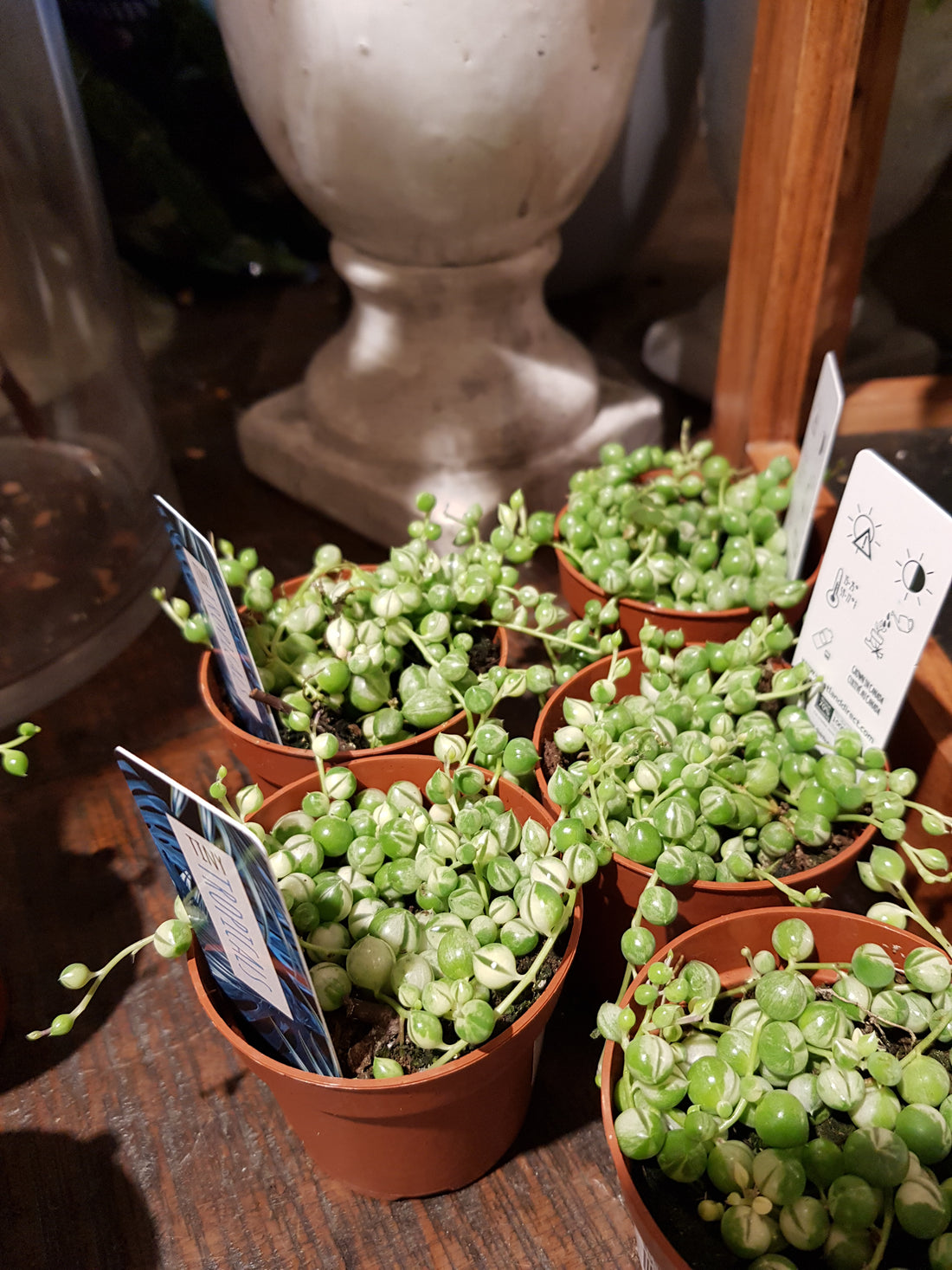 String of Pearl (Variegated)