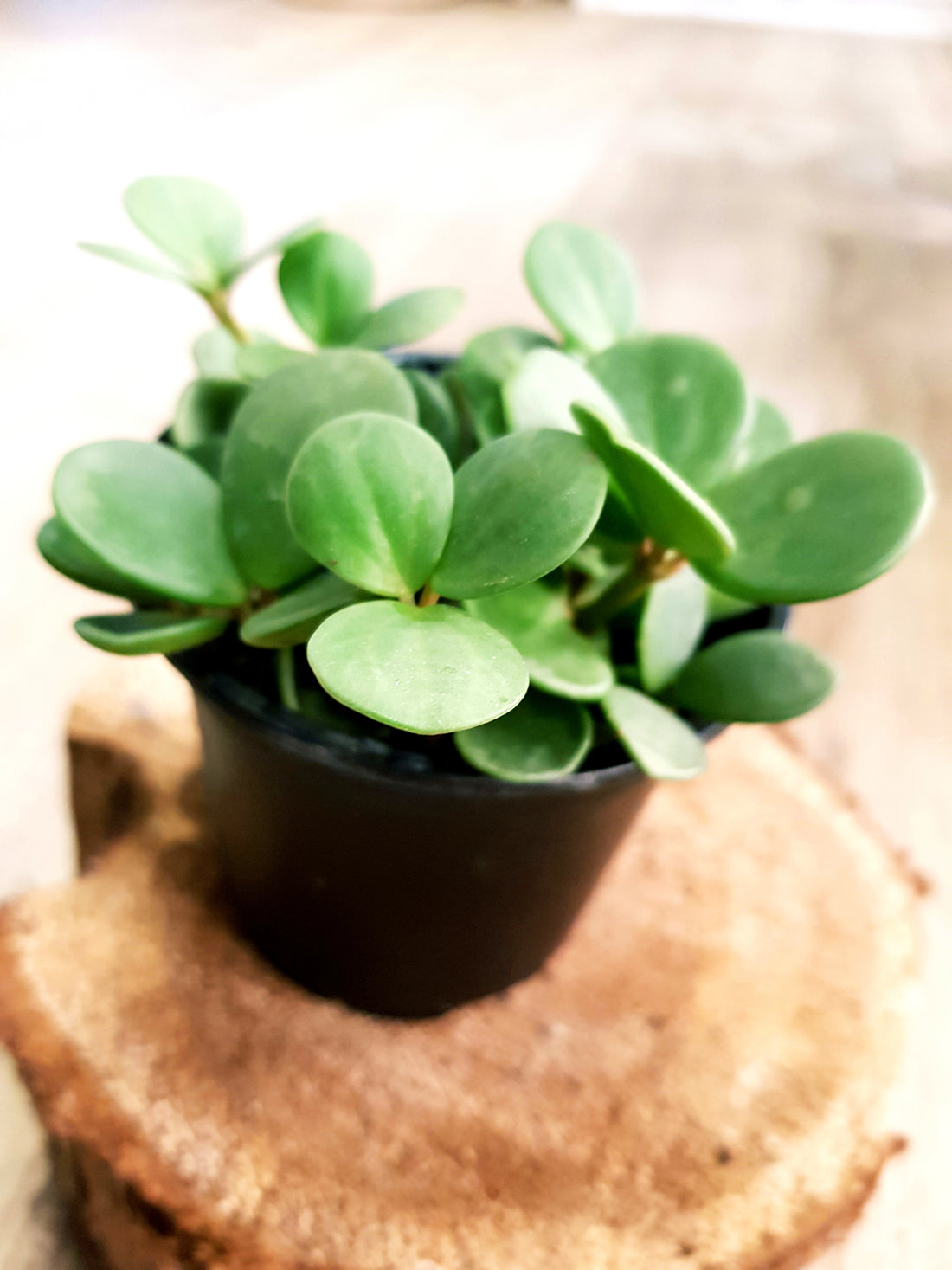 Tiny Peperomia Hope