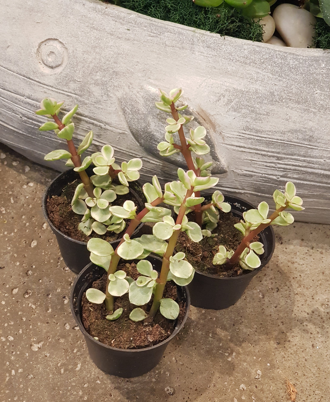 2.5"Variegated Portulacaria