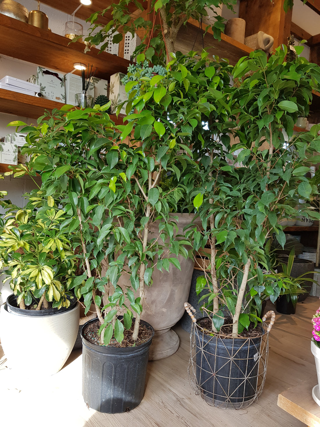 Ficus Benjamina (10")