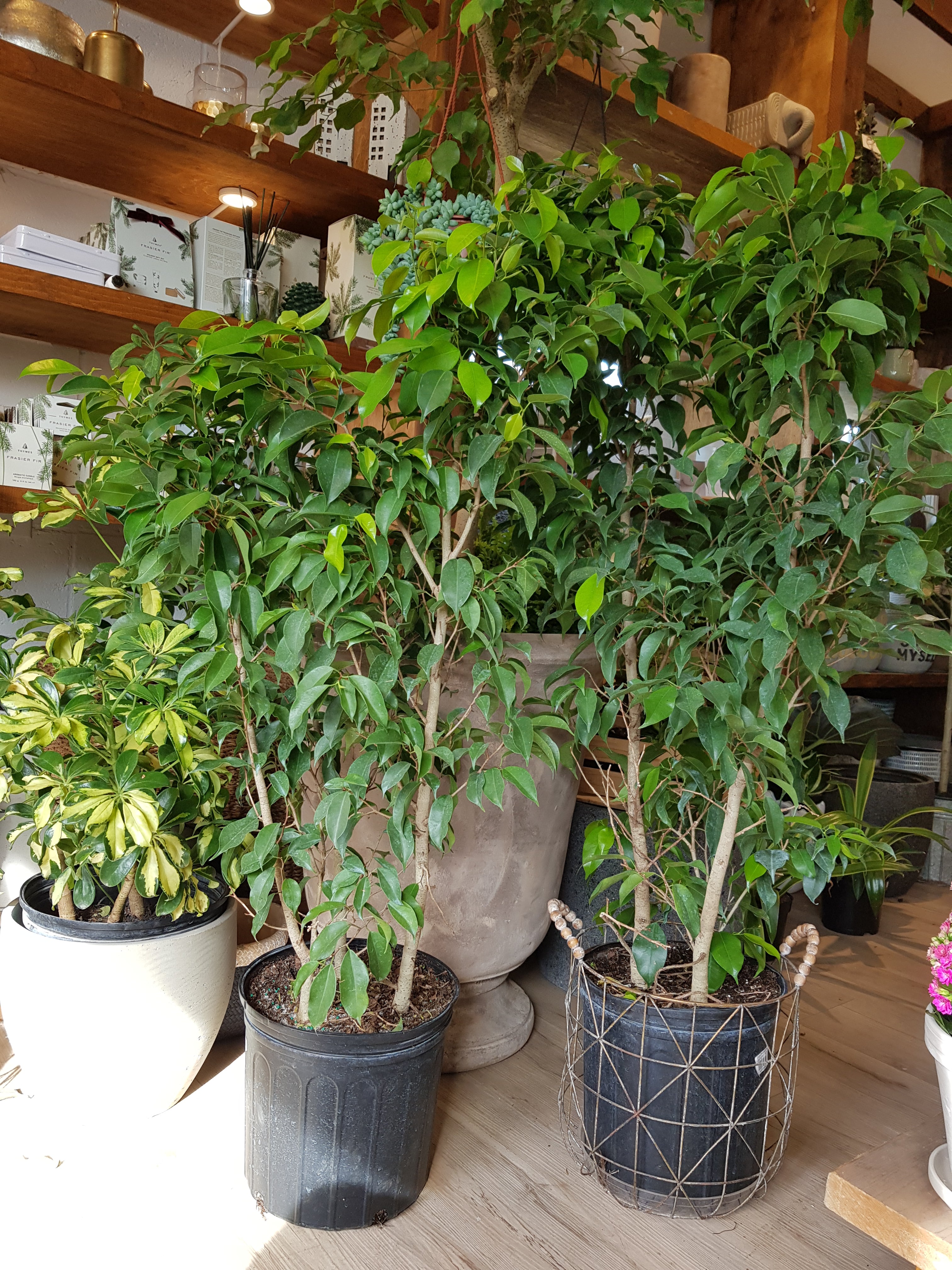 Ficus Benjamina (10&quot;)