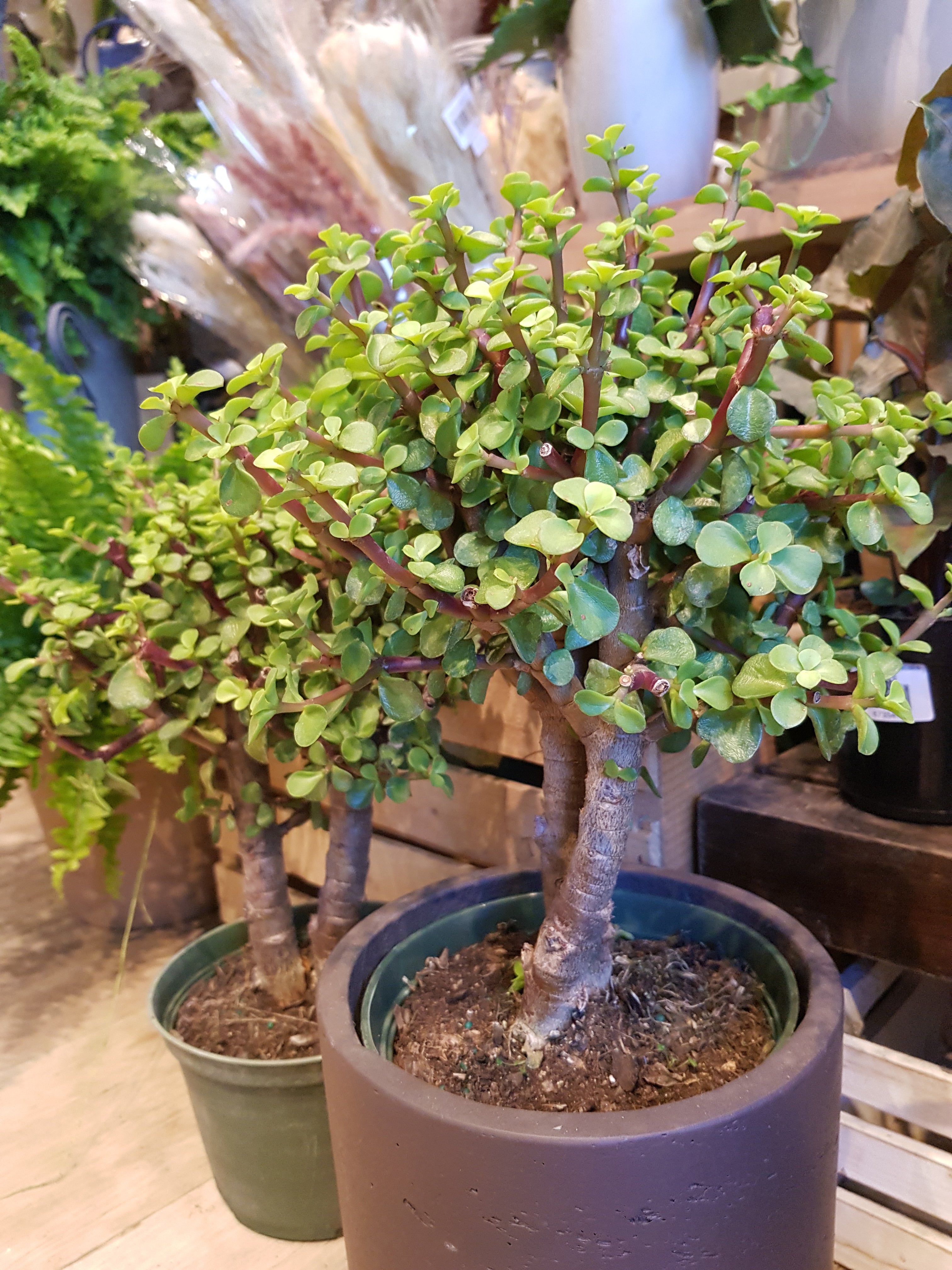 6&quot; Portulacaria Afra Tree Jade (Bonsai)