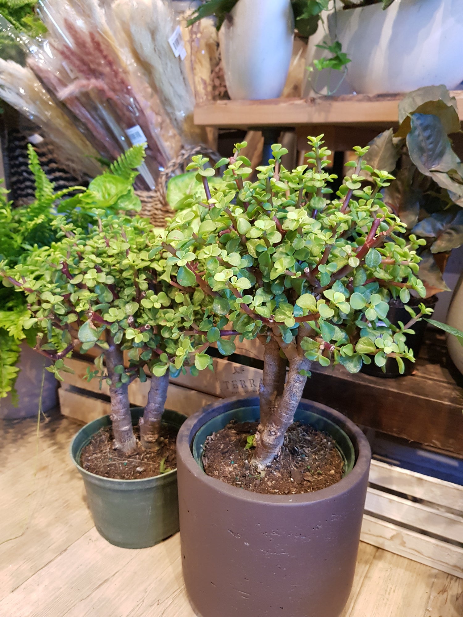 6&quot; Portulacaria Afra Tree Jade (Bonsai)