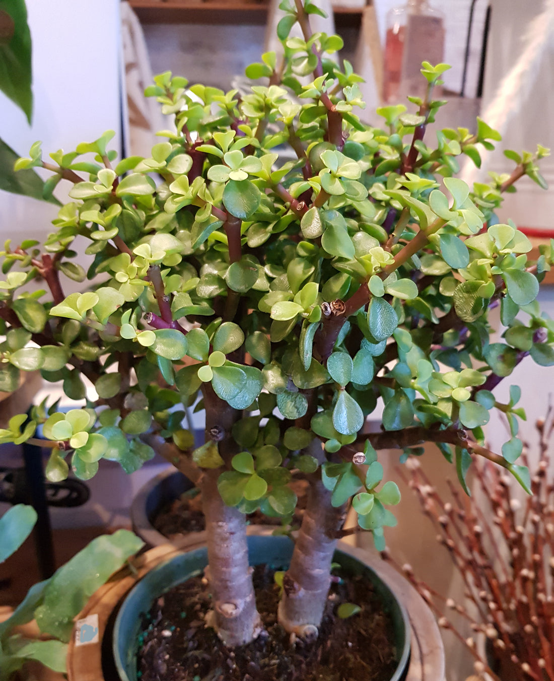 6&quot; Portulacaria Afra Tree Jade (Bonsai)