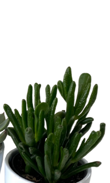 Crassula Jade Plant