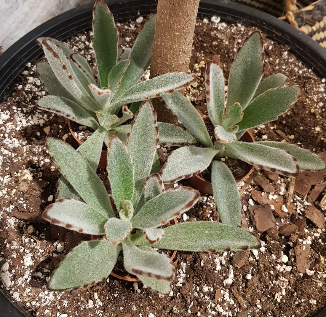 2.5" Kalanchoe Tomentosa